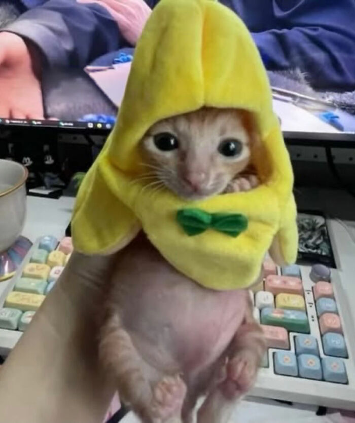 Kitten with serious swag wearing a yellow costume and green bow, featured on an Instagram page sharing cats with swag.