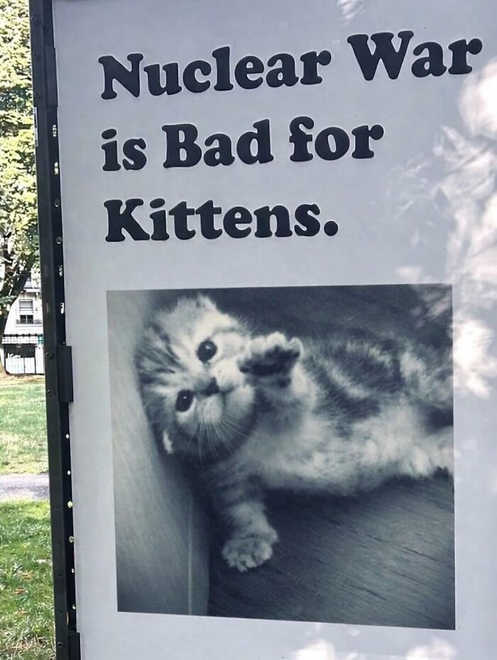 Poster with a cute kitten photo and text about kittens, related to cats with serious swag on Instagram.