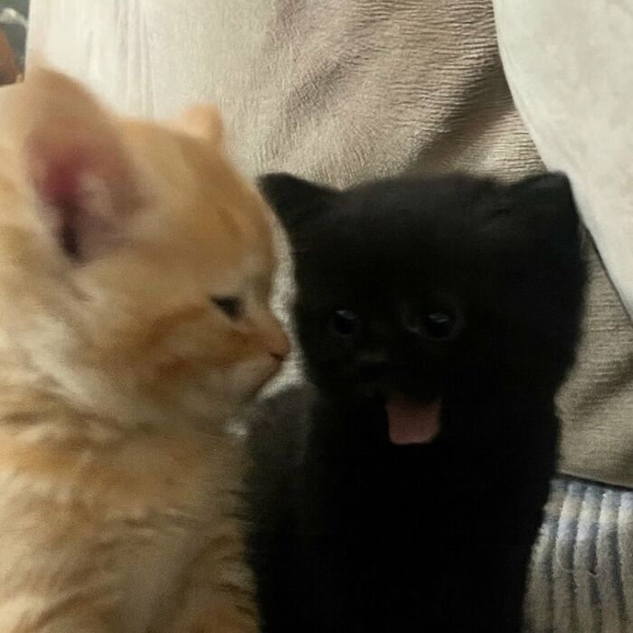 Two adorable kittens, one black and one orange, sitting close together showcasing their cute cat swag look.