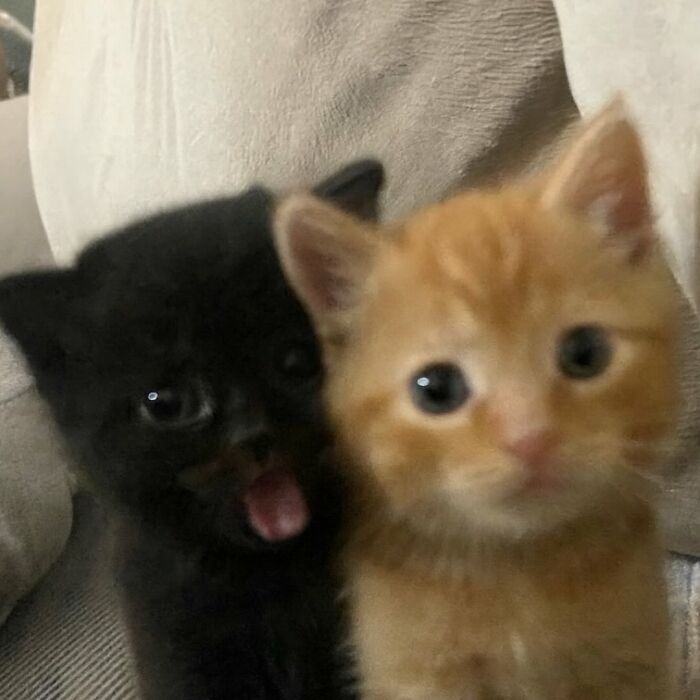 Two adorable kittens, one black and one orange, sitting close together showcasing their cute cat swag look.