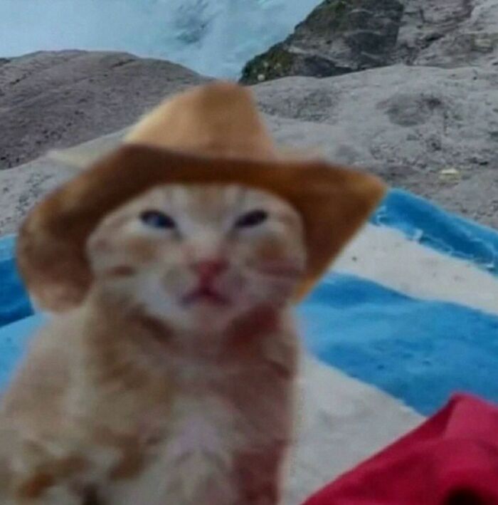 Cat with serious swag wearing a brown cowboy hat sitting on a blue and white blanket outdoors.