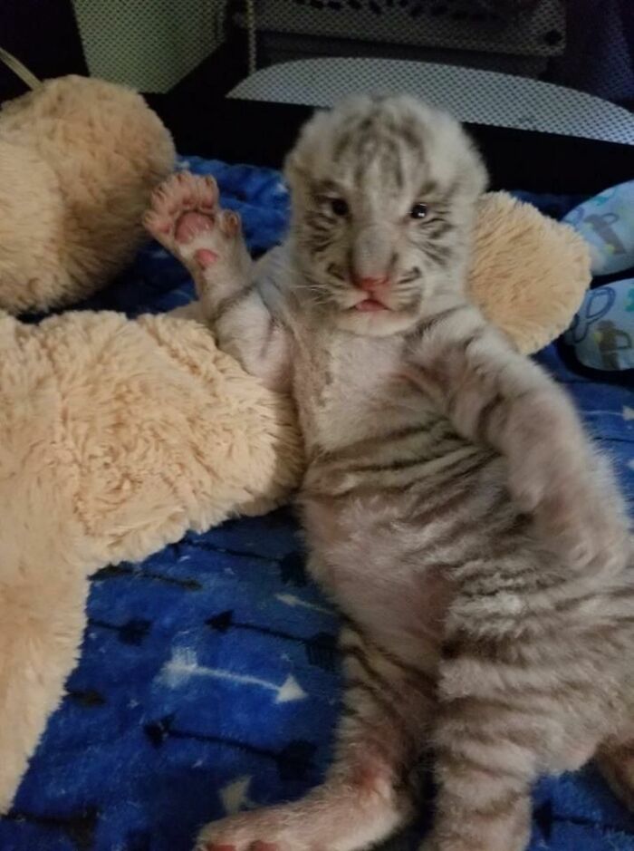 Wholesome-Funny-Unusual-Animals-Wholesomeanimalimages