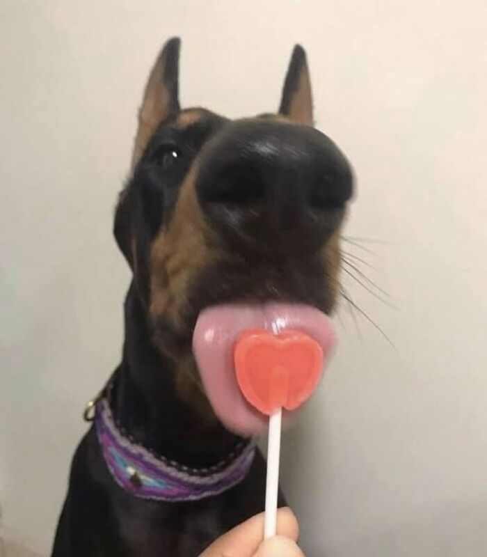 Wholesome-Funny-Unusual-Animals-Wholesomeanimalimages