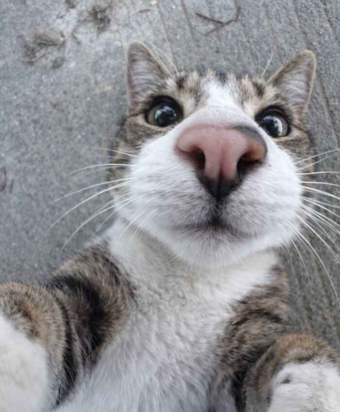 Close-up of a cat with serious swag taking a selfie, showcasing its unique personality and confident expression.