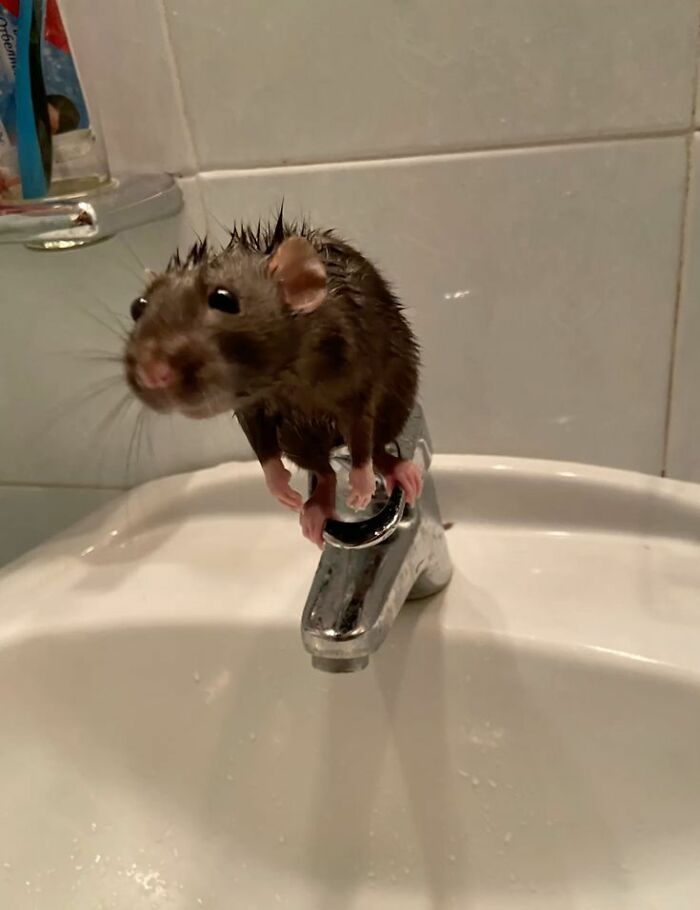 Wholesome-Funny-Unusual-Animals-Wholesomeanimalimages