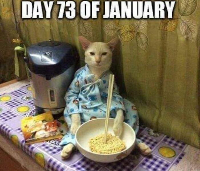 Cat with serious swag wearing pajamas, sitting with a bowl of noodles and chopsticks on a table with kitchen items.