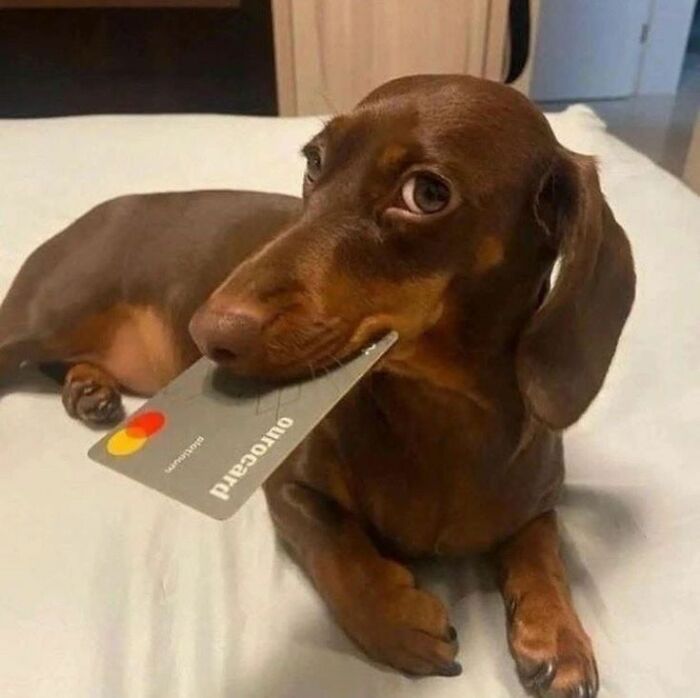 Wholesome-Funny-Unusual-Animals-Wholesomeanimalimages