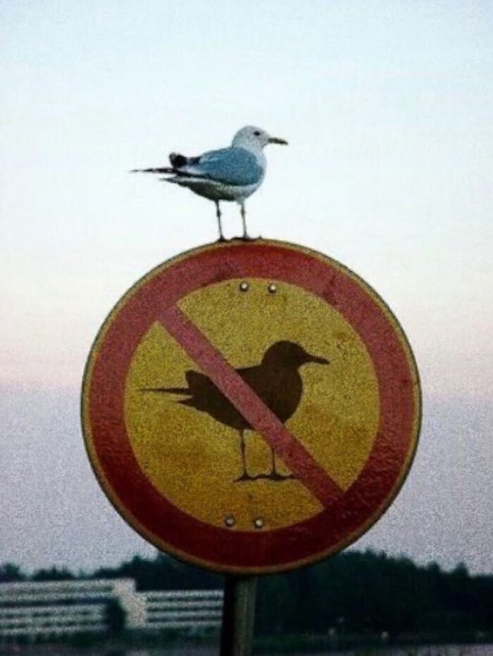 Seagull defiantly perched on a no birds sign, a weirdly hilarious image to brighten your feed and mood.