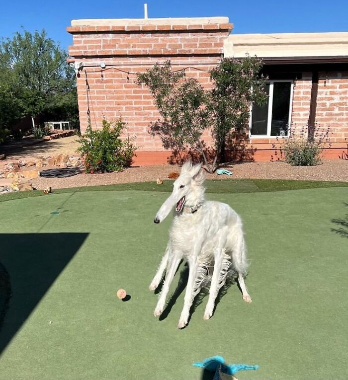 Wholesome-Funny-Unusual-Animals-Wholesomeanimalimages