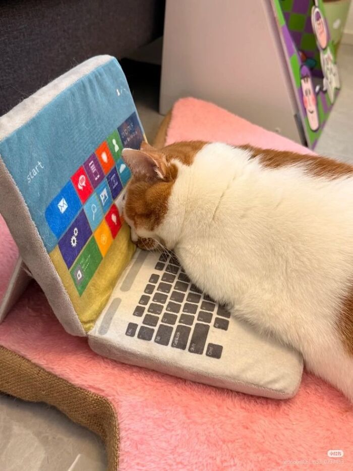 Wholesome-Funny-Unusual-Animals-Wholesomeanimalimages