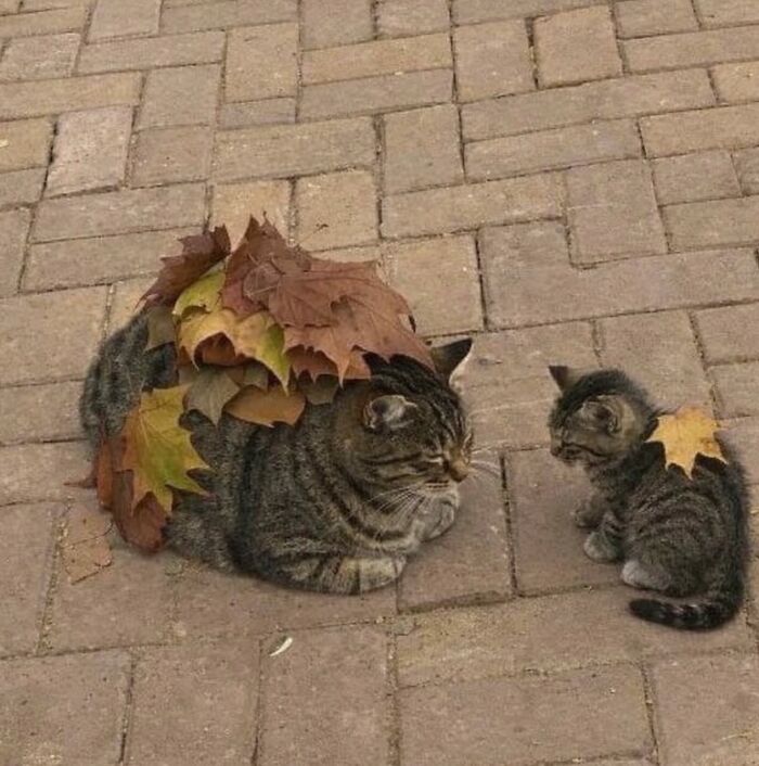 Two cats with serious swag wearing autumn leaves on their backs, sitting on a paved outdoor surface.