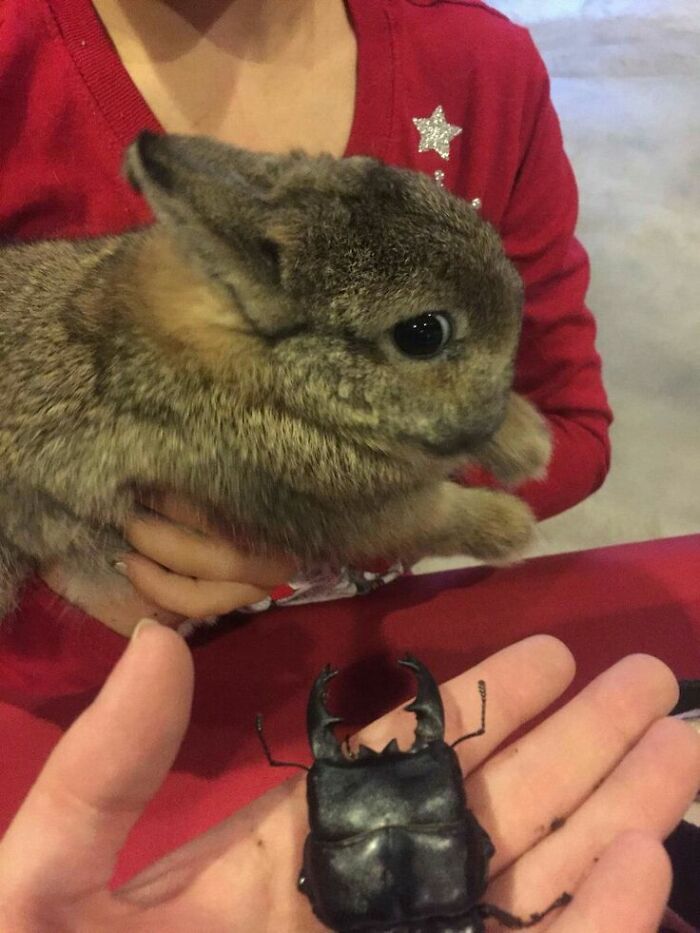 Wholesome-Funny-Unusual-Animals-Wholesomeanimalimages