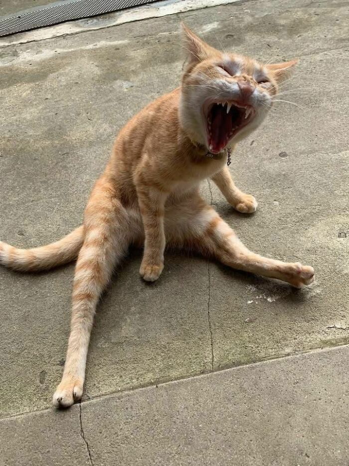 Wholesome-Funny-Unusual-Animals-Wholesomeanimalimages