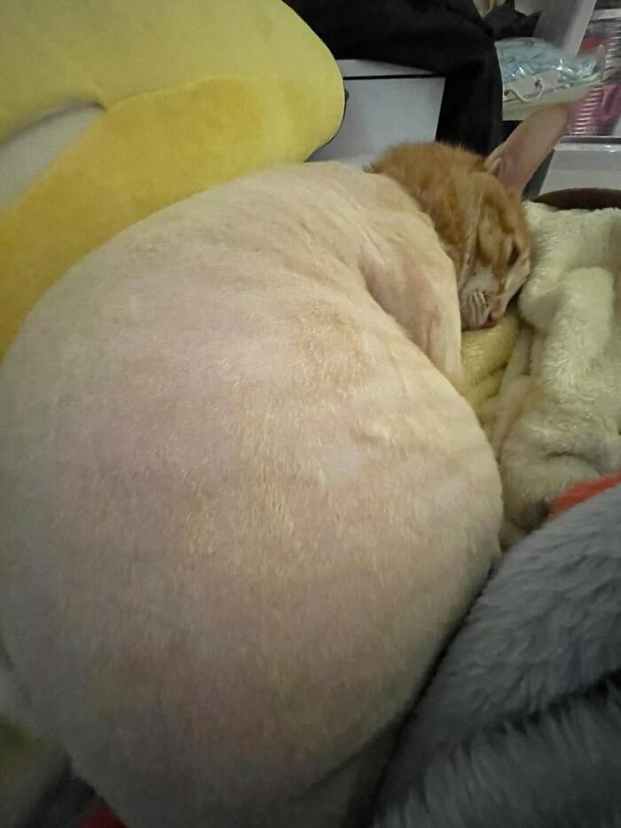 Wholesome-Funny-Unusual-Animals-Wholesomeanimalimages