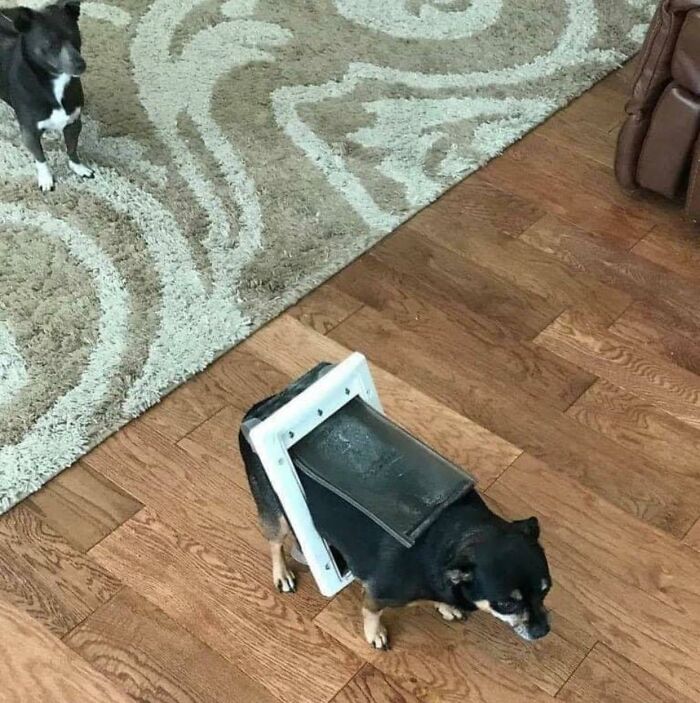 Wholesome-Funny-Unusual-Animals-Wholesomeanimalimages