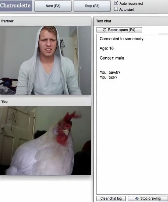 Man talking on Chatroulette video chat with a chicken in the user window, a weirdly hilarious image for your feed.