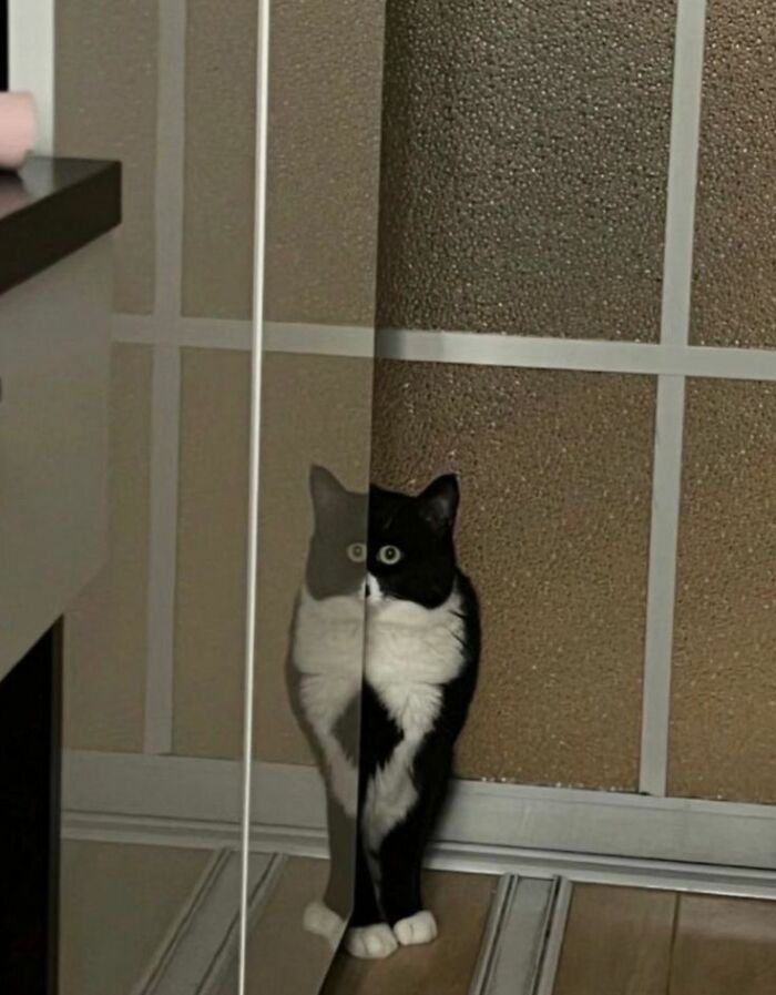 Wholesome-Funny-Unusual-Animals-Wholesomeanimalimages