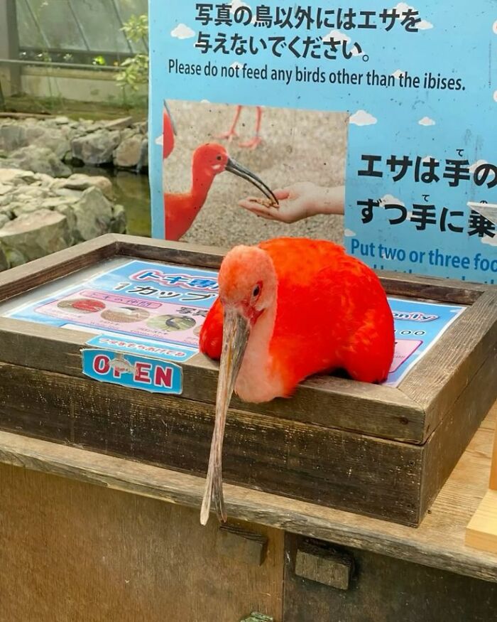 Wholesome-Funny-Unusual-Animals-Wholesomeanimalimages