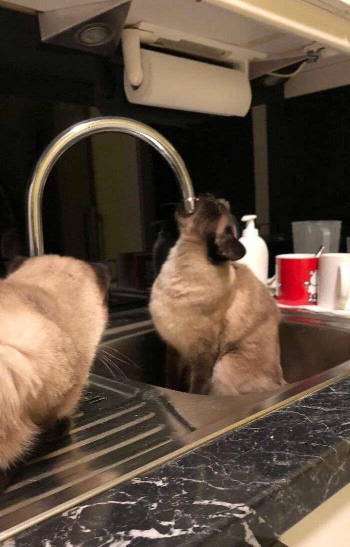 Wholesome-Funny-Unusual-Animals-Wholesomeanimalimages