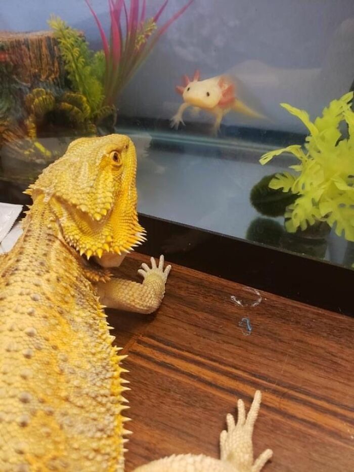 Wholesome-Funny-Unusual-Animals-Wholesomeanimalimages