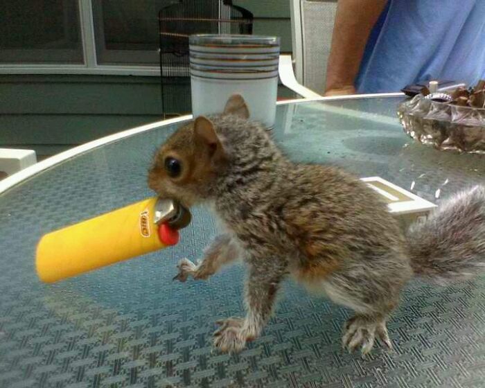 Wholesome-Funny-Unusual-Animals-Wholesomeanimalimages