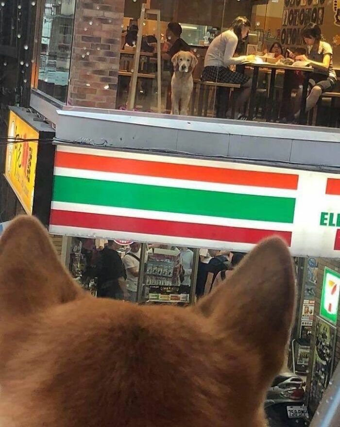 Wholesome-Funny-Unusual-Animals-Wholesomeanimalimages