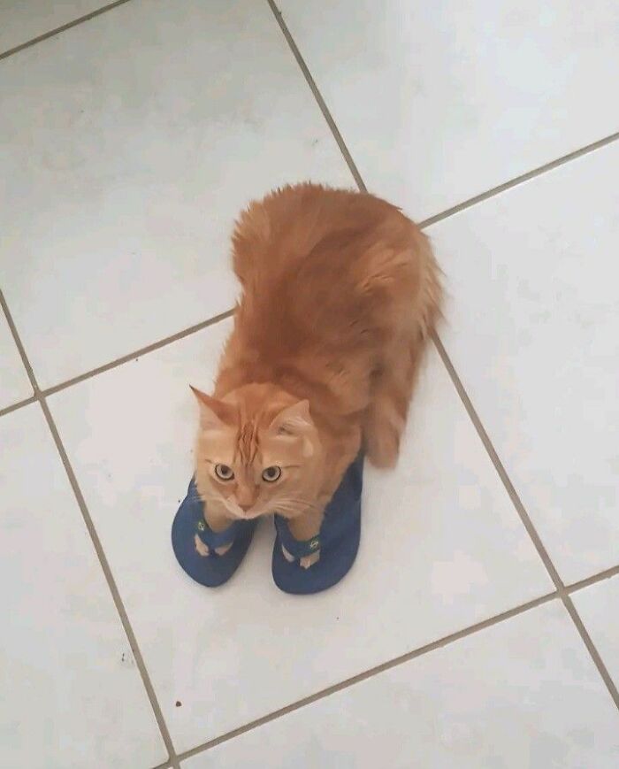 Wholesome-Funny-Unusual-Animals-Wholesomeanimalimages