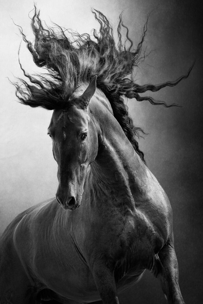 "Unbridled" By Aga Karmol