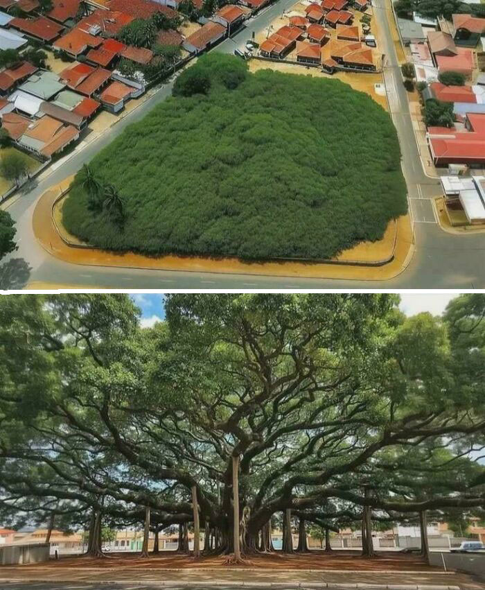 A massive, sprawling tree covering an entire block in a residential neighborhood, showcasing absolute units of nature.