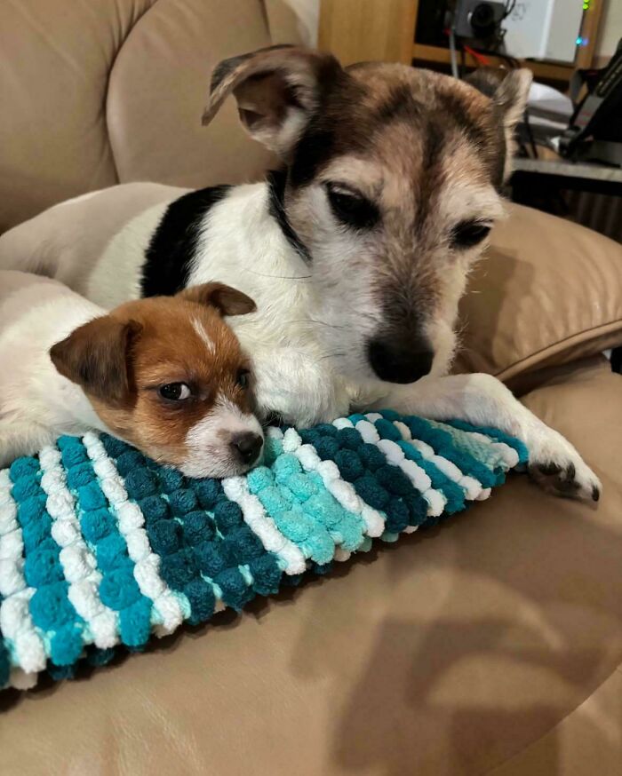 Two Jack Russell Terrier dogs resting on a couch with a blue textured mat, showing their goofy and relaxed expressions.