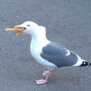 sixratsinatrenchcoat avatar