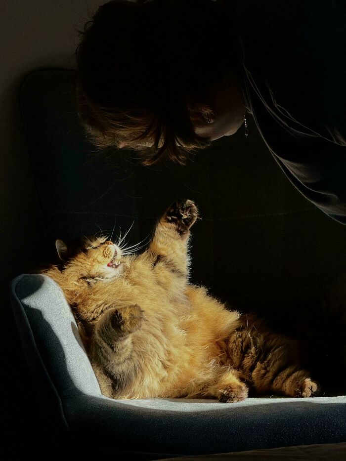 The Offering Of Play In A Sunlit Chamber