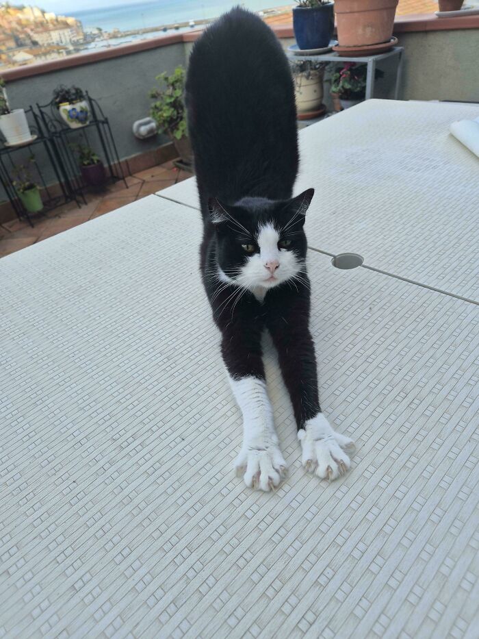 A black and white cat stretching its paws wide, featured in cat claw pictures