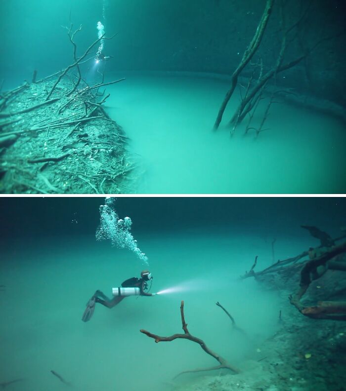 Underwater diver exploring eerie ocean scene with submerged tree branches and misty water, unexpected ocean photos.