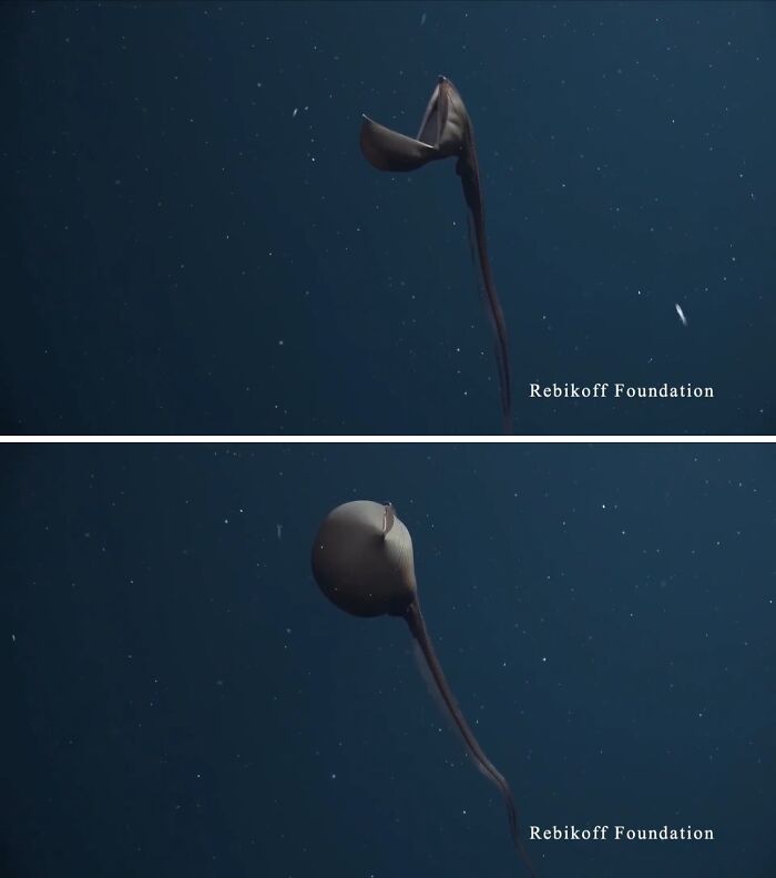 Deep-sea creature with unusual shape floating in dark ocean water, an unexpected ocean photo that might freak you out