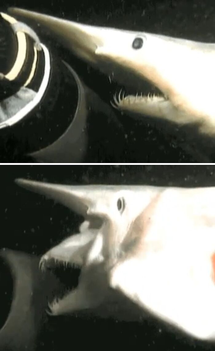 Close-up underwater photos of an unusual longsnout fish with sharp teeth in unexpected ocean photos collection.