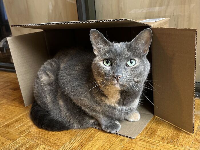 Gray cat with green eyes sitting inside a cardboard box, one of the adorable cats from cat-sitting and traveler photos.