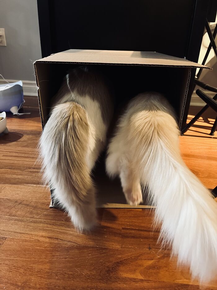 Two fluffy cats with bushy tails entering a cardboard box, showcasing adorable cat-sitting moments at home.