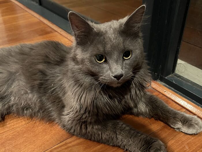 Gray long-haired cat with yellow eyes lying on wooden floor, capturing adorable moments of cat-sitting and travel.