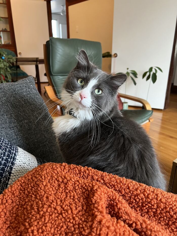 Gray and white cat sitting on a cozy orange blanket in a living room, part of cat-sitting travel photos.