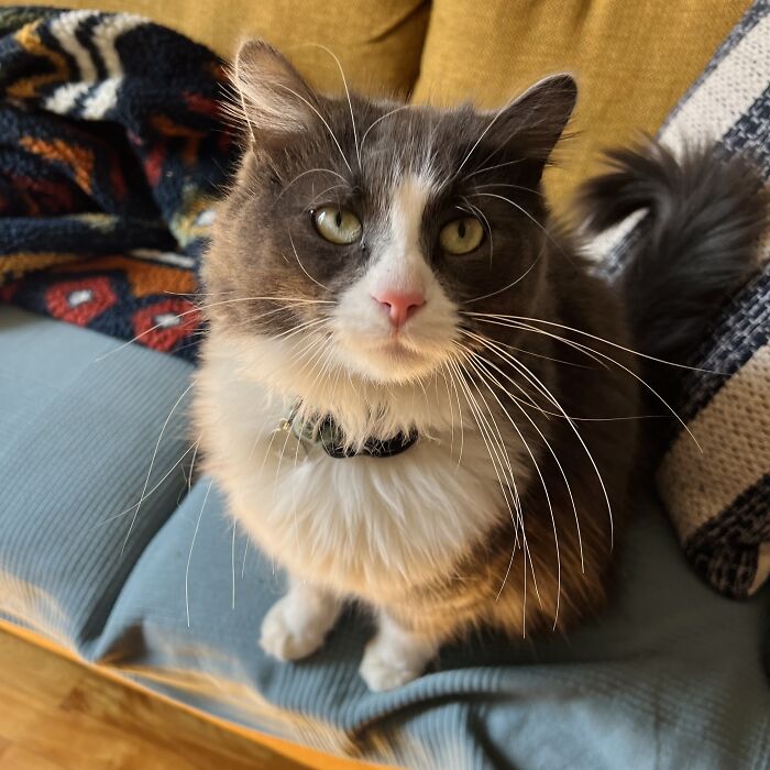 Fluffy gray and white cat with green eyes sitting on a blue cushion while being cared for by a cat-sitting traveler.