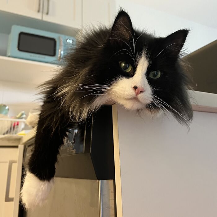 Black and white long-haired cat lounging on furniture, featured in adorable cat-sitting and traveler photos.
