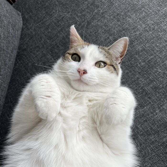 White and tabby cat lying on a grey couch, showing adorable paws while being cat-sat in a cozy home setting.