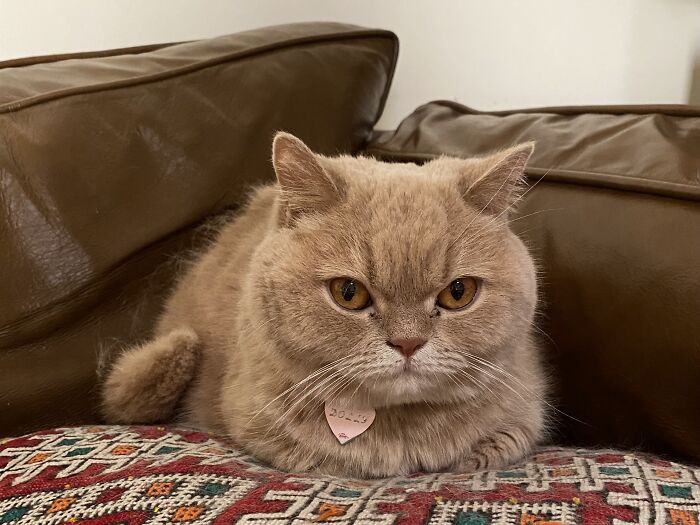 Cat sitting traveler’s adorable beige cat resting on a patterned cushion between brown leather couches.