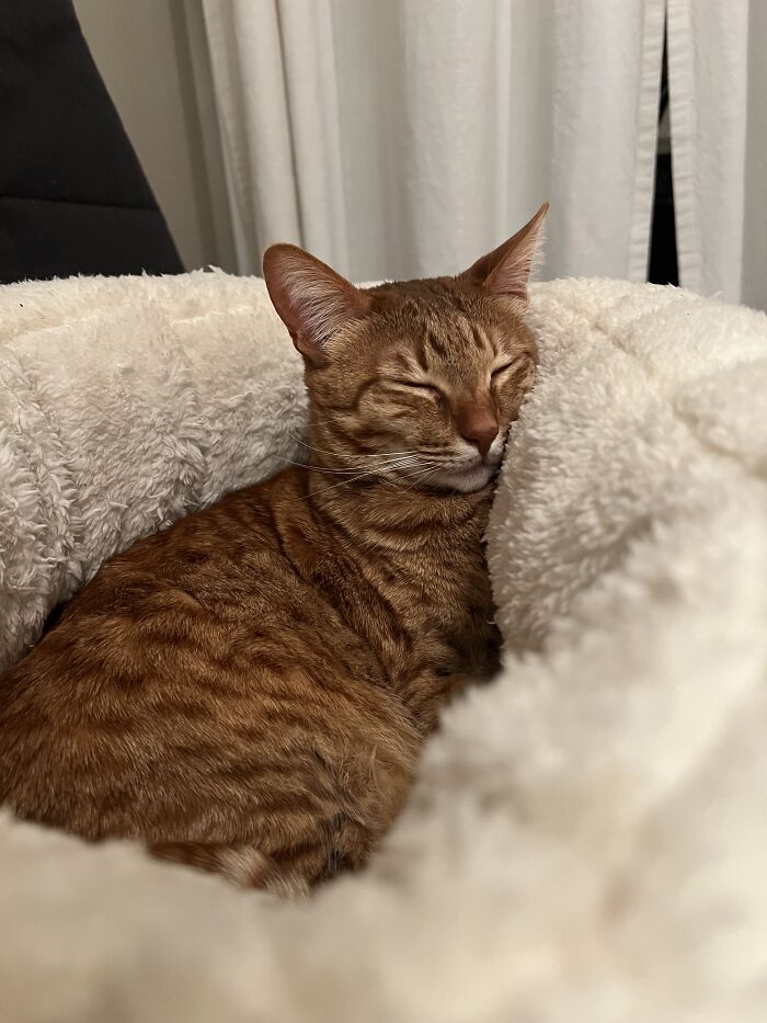 Sleeping brown tabby cat resting comfortably in a soft bed, showcasing adorable moments of cat-sitting and pet care.