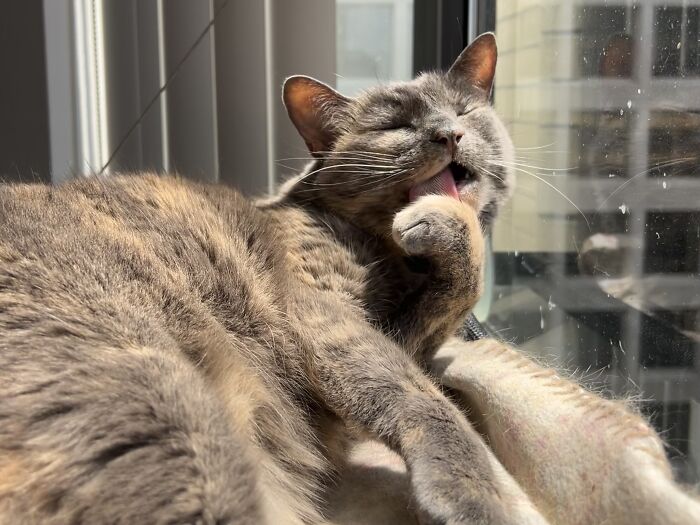 Gray cat licking its paw while relaxing by a sunny window, showcasing adorable cat-sitting moments.