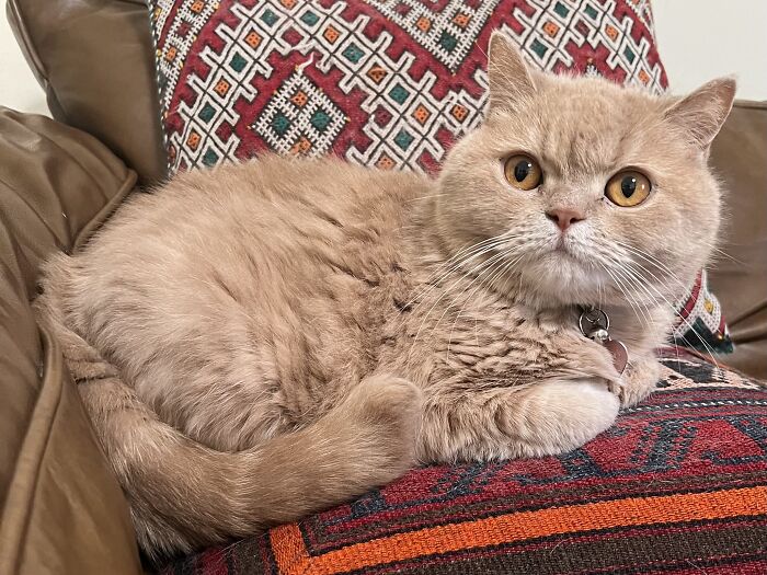 A fluffy cat with amber eyes resting on a patterned pillow, illustrating cat-sitting in other people’s homes.