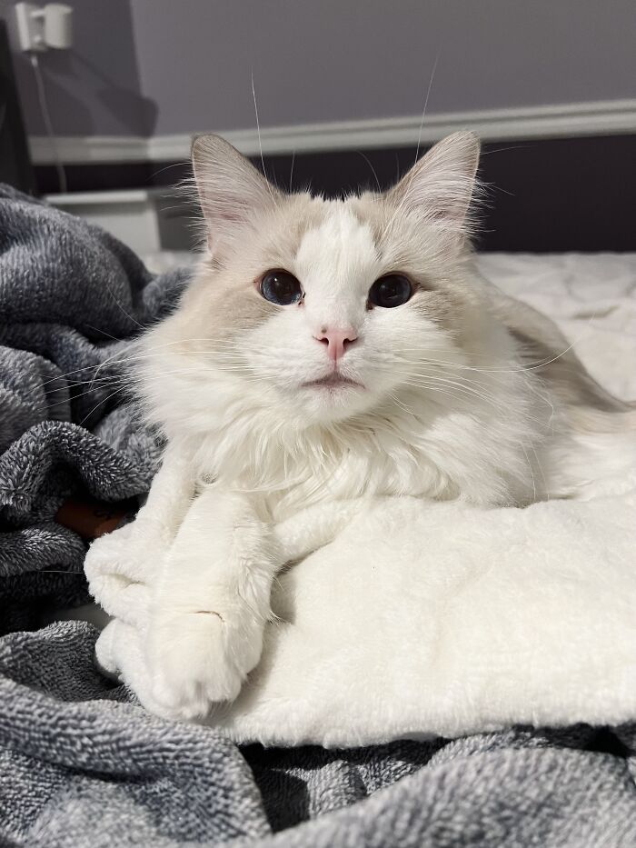 Fluffy white and beige cat resting on a cozy blanket, highlighting adorable moments of cat-sitting for travelers.