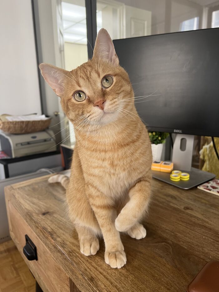 Orange tabby cat sitting on a wooden desk, looking curious with head tilted in a home office setting.