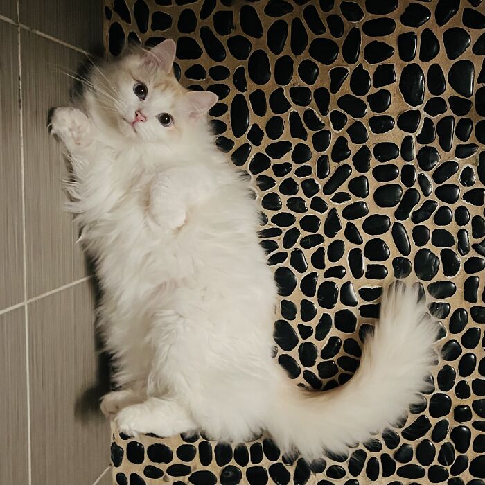 Fluffy white cat with blue eyes lying on a pebble-patterned floor, highlighting adorable cat-sitting moments.